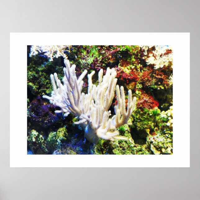 Póster Ramificación de coral blanco (Frente)