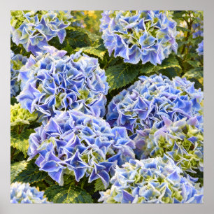 Póster Ramilletes de Hortensias Azules Iluminadas por el 
