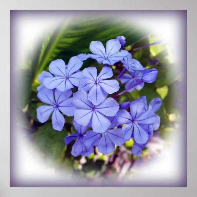 Póster ramo azul (Frente)