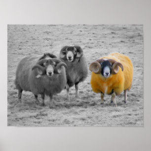 Póster Rams escocés