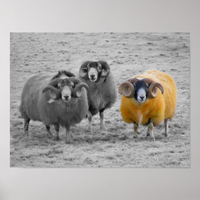 Póster Rams escocés (Frente)