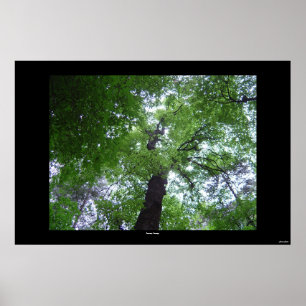 Póster Ramsey Canopy