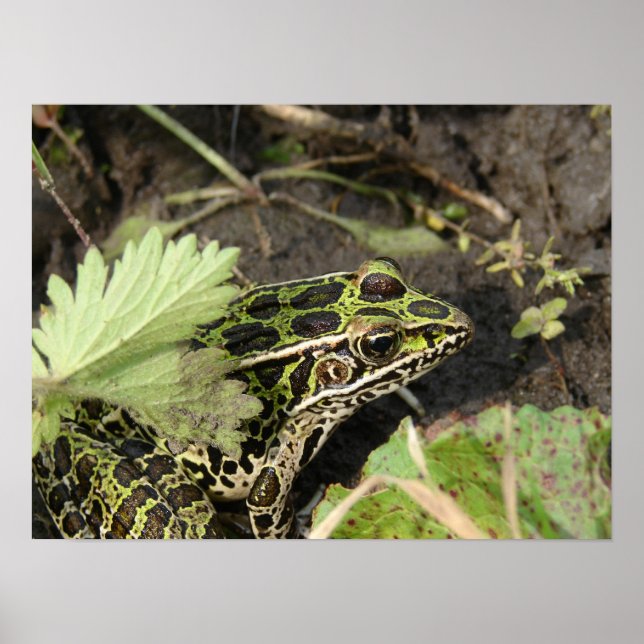 Póster Rana (Frente)