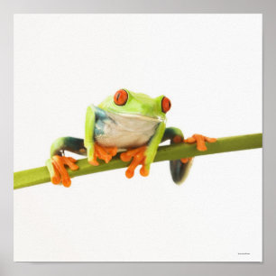 Póster Rana arbórea en tronco