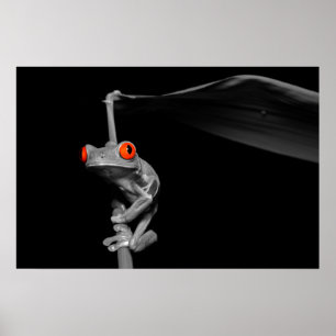 Póster Rana arbórea observada rojo