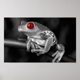 Póster Rana arbórea observada rojo