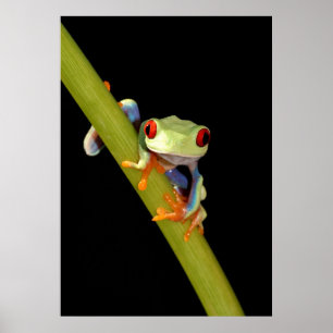 Póster rana arbórea observada rojo