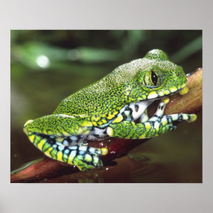 Póster Rana arborícola de ojos grandes, Leptopelis vermic