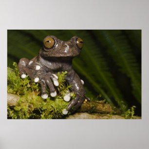 Póster Rana arborícola de Tapichalaca cautiva Hyloscirtus