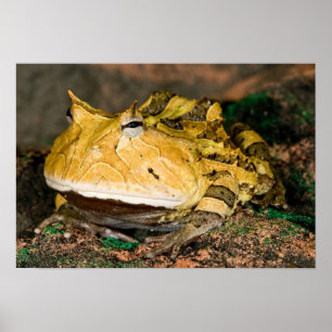 Póster Rana brasilera del cuerno, Ceratophrys cornuta, 3