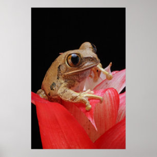 Póster Rana Caramelo