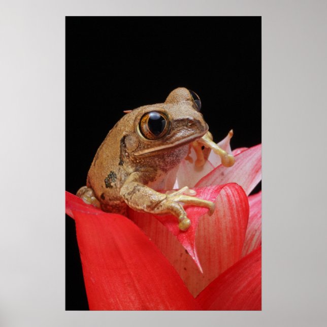Póster Rana Caramelo (Frente)
