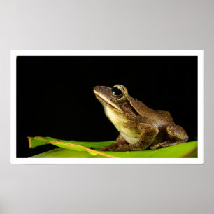 Póster Rana común en hojas