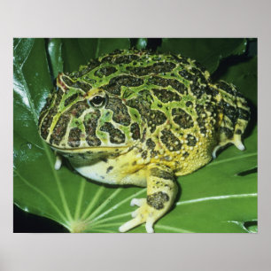 Póster Rana Cornuda Ornamentada, (Ceratophrys ornata),