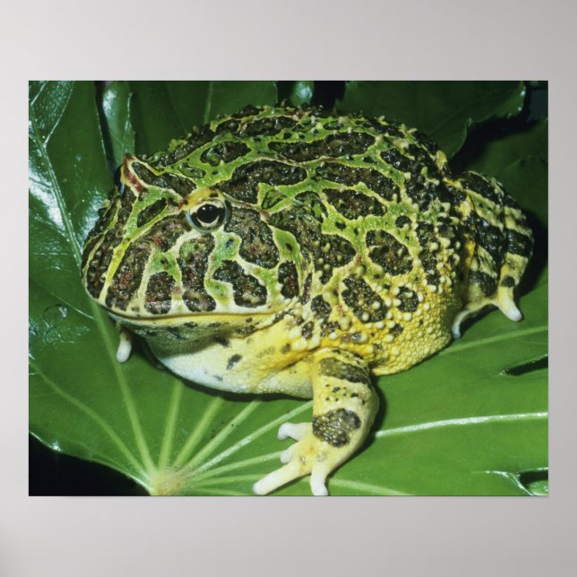 Póster Rana Cornuda Ornamentada, (Ceratophrys ornata), (Frente)