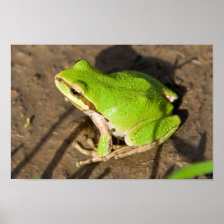 Póster Rana coro del Pacífico