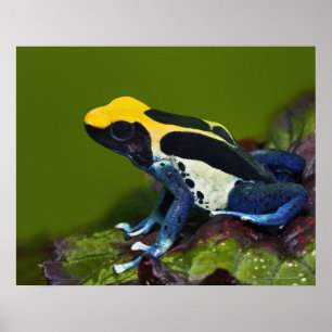 Póster Rana Dart cobáltica brasileña, dendrobates