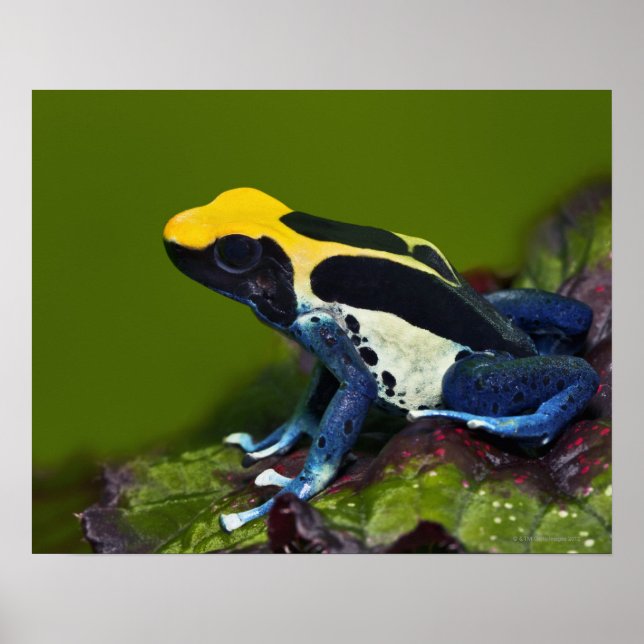 Póster Rana Dart cobáltica brasileña, dendrobates (Frente)