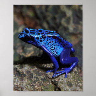 Póster Rana Dart de veneno azul, Rana azul brillante