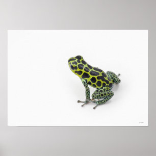 Póster Rana Dart de veneno verde visto negro