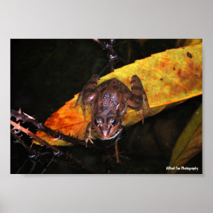Póster Rana de Agua Ibérica en Hoja