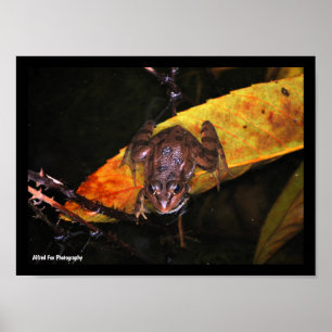 Póster Rana de Agua Ibérica en Hoja