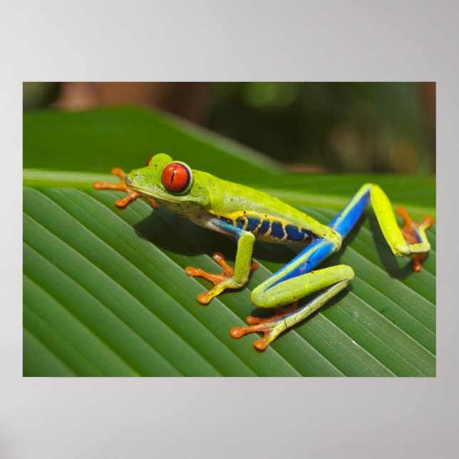 Póster Rana de árbol (Frente)