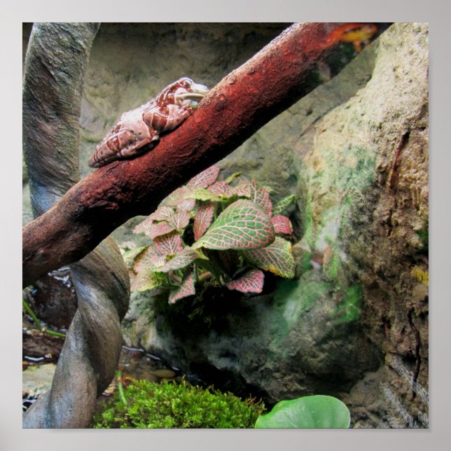 Póster Rana de árbol (Frente)