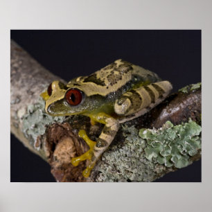 Póster Rana de árbol de ojo rojo africana, Leptopelis