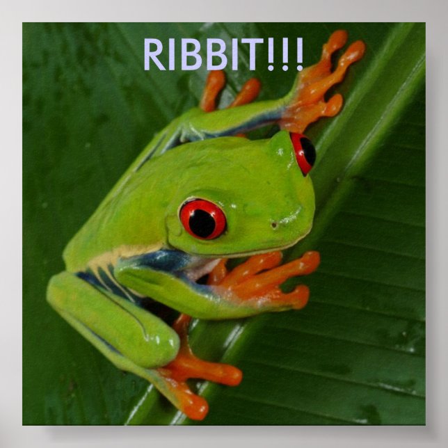 Póster Rana de árbol de ojos rojos, ¡¡¡RIBBIT!!! (Frente)