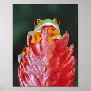 Póster Rana de árbol de ojos rojos sobre la hoja