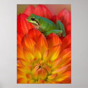 Póster Rana de árbol del Pacífico sobre flores