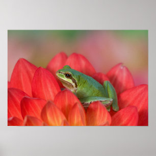 Póster Rana de árbol del Pacífico sobre flores en nuestro