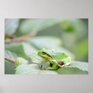 Póster Rana de árbol europea en poster verde