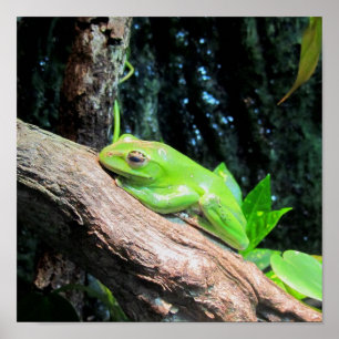 Póster Rana de árbol verde