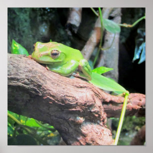 Póster Rana de árbol verde
