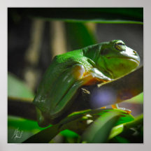 Rana de árbol verde firmada