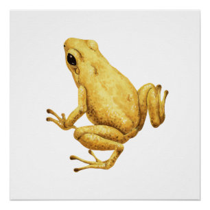 Póster Rana de dardo venenosa