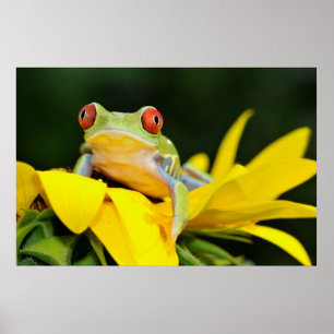 Póster rana de los ojos rojos