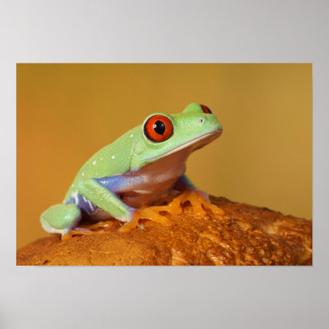Póster Rana de los ojos rojos (Frente)
