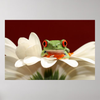 Póster rana de los ojos rojos