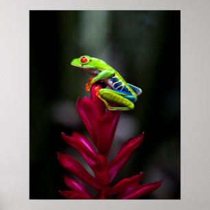 Póster Rana de ojos rojos