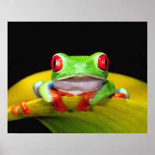 Póster Rana De Ojos Rojos, Agalychinis callidryas, Nativa