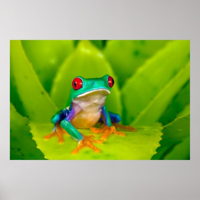Póster Rana de ojos rojos, Costa Rica (Frente)