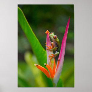 Póster rana de ojos rojos, Costa Rica