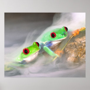 Póster Rana de ojos rojos en la niebla, Agalychinis 2