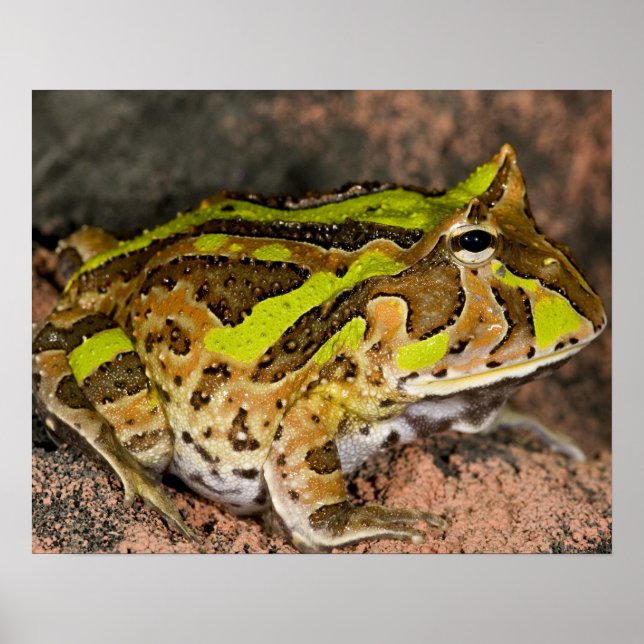 Póster Rana del cuerno brasileña, Ceratophrys cornuta, na (Frente)