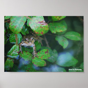 Póster Rana en estanque frondoso