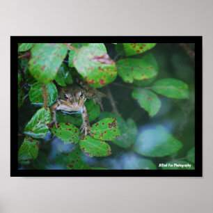 Póster Rana en estanque frondoso