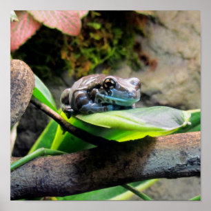 Póster Rana en hoja